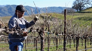 اموزش حرفه ای هرس درخت انگور