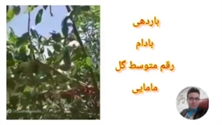 معرفی کسب درآمد میلیاردی از بادام کاری در تهران