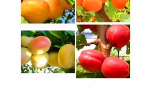 معرفی کسب درآمد میلیاردی از زردآلوکاری در همدان