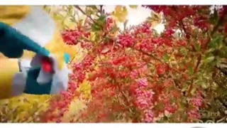 معرفی کسب درآمد میلیاردی از زرشک کاری در تاکستان قزوین