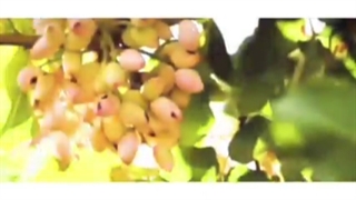 معرفی کسب درآمد میلیاردی از پسته کاری در قزوین