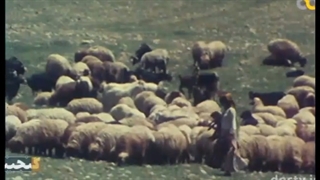 گلیم قشقایی