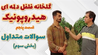بازدید از گلخانه فلفل دلمه‌ای هیدروپونیک (قسمت پنجم)