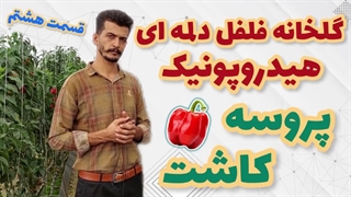 بازدید از گلخانه فلفل دلمه‌ای هیدروپونیک (قسمت هشتم)