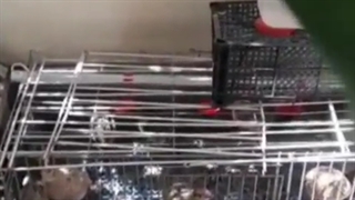 رضایت مشتری از قفس بلدرچین خانگی