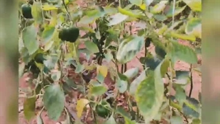 اثرات شگفت انگیز کودهای مایع آلگا ماچو و pk-zn