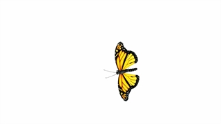 پروانه