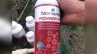 اثرات اعجاب انگیز کود ارگاسنس و آلگامو در گلخانه رز شاخه بریده