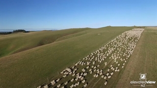 تصویربرداری هوایی از یک گله‌ای بسیار بزرگ گوسفند