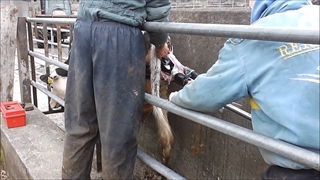 زایمان گاو به کمک انسان