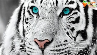 حقایق عجیب و جالب درباره ببرها که شاید نمی دانستید