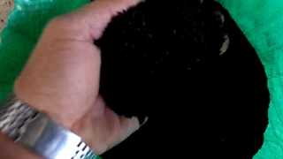 مرکز خرید سیاه دانه در تهران