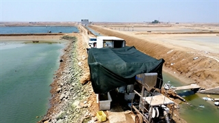 برداشت میگو