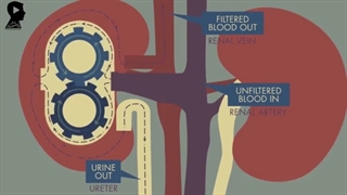 انیمیشن آموزشی: کلیه ها چگونه کار می کنند؟