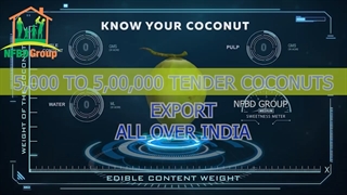 Trader And Exporter Of Tender Coconut In All Over India