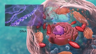 انیمیشن مفهومی زیست گیاهی!