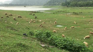 هم صدا شدن چوپان و گله گوسفند!