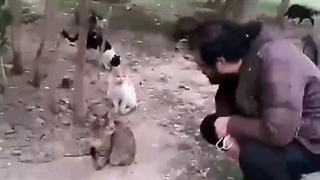 ارمیس و گربه