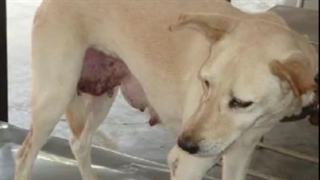 عذاب ابن ملجم