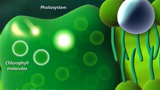 آمینو کلات آهن