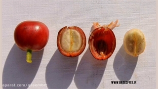 گیاه قهوه کرج