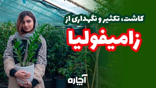 زاموفیلیا و روش تکثیر آن | آچاره