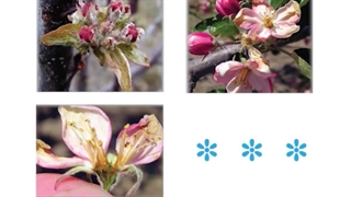 ضدسرمازدگی گیاهان