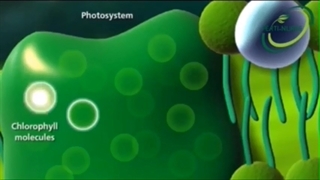 آمینوکلات روی