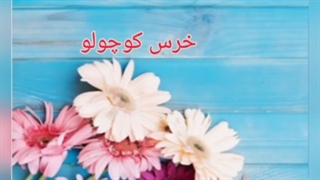 خرس کوچولو