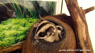 شوگرگلایدر را بهتر بشناسیم | "مجله حیوانات خانگی پتسی"