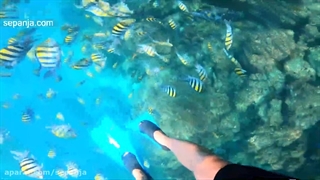 اجاره سوئیت در جزیره کیش