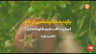 مبارزه با کرم گلوگاه انار.(کلیپ اول)