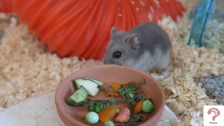 همستر با نمک و بامزه | مجله حیوانات خانگی پتسی