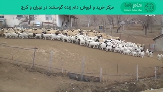 گله گوسفند زنده - خرید گوسفند زنده در تهران و کرج