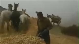 5.خرمن کوبی با اسب