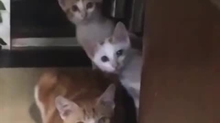 7.جلوی حیوانات دعوا نکنید...