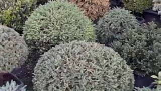 مجموعه گل و گیاه تونج
