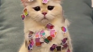 زیاد گوگولی نیس؟