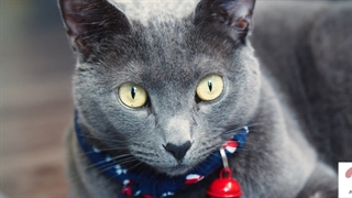 گربه محسور کننده راشن بلو/ مجله حیوانات خانگی پتسی