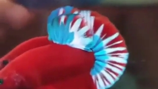 فایتر پلاکت pk