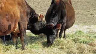 لحظاتی از ابراز علاقه‌ی گاو نر به گاو ماده