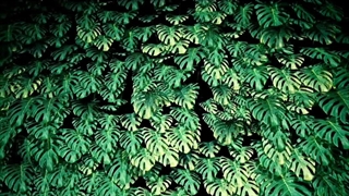 ویدیویی زیبا