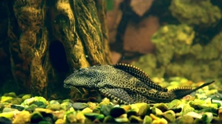 ویدیویی زیبا