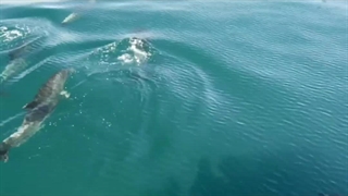 ویدیویی زیبا