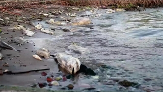 ویدیویی زیبا