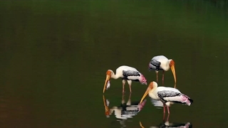 ویدیویی زیبا