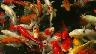 ویدیویی زیبا