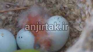 پرنده و جوجه زیبا داخل درخت انجیر استهبان سایت انجیرتک