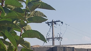 صدای زیبای پرندگان در کنار باغ کوچک من