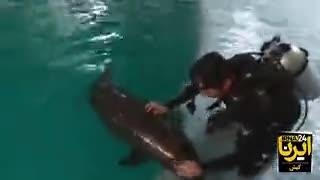 تولد یک دلفین در جزیره کیش زیر نظر متخصصان در پارک دلفین کیش